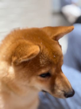 いぬカフェRio 池袋店に投稿された画像（2025/5/3）