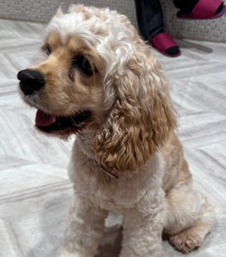 いぬカフェRio 池袋店に投稿された画像（2025/5/3）