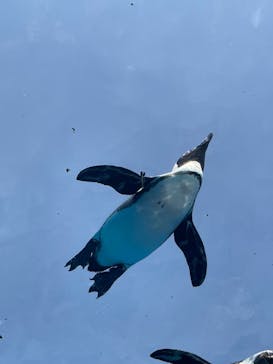サンシャイン水族館に投稿された画像（2025/5/3）