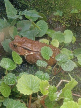 世界淡水魚園水族館　アクア・トトぎふに投稿された画像（2025/5/3）