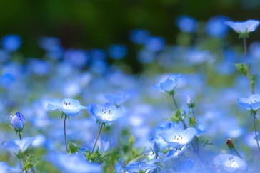 万博記念公園に投稿された画像（2025/5/3）