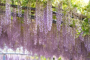 万博記念公園に投稿された画像（2025/5/3）