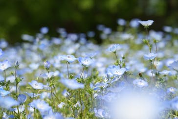 万博記念公園に投稿された画像（2025/5/3）