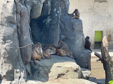東武動物公園に投稿された画像（2025/5/3）