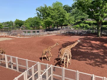 東京動物園協会_多摩動物公園に投稿された画像（2025/5/3）