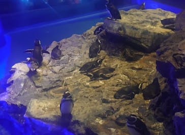 すみだ水族館に投稿された画像（2025/5/3）