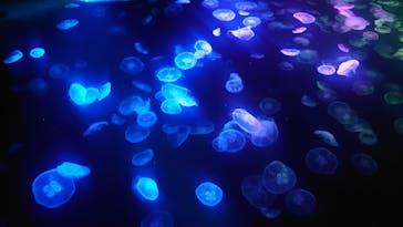 すみだ水族館に投稿された画像（2025/5/3）