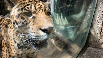 那須どうぶつ王国に投稿された画像（2025/5/3）