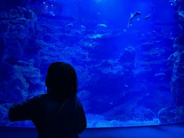 京都鉄道博物館×京都水族館に投稿された画像（2025/5/3）