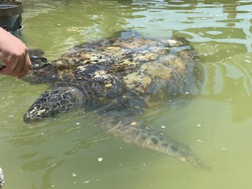 下田海中水族館に投稿された画像（2025/5/3）