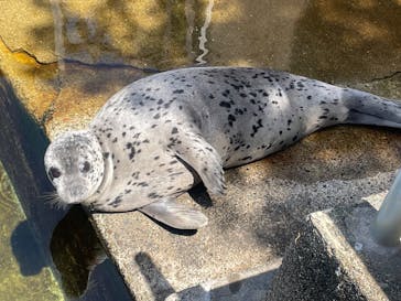 下田海中水族館に投稿された画像（2025/5/3）