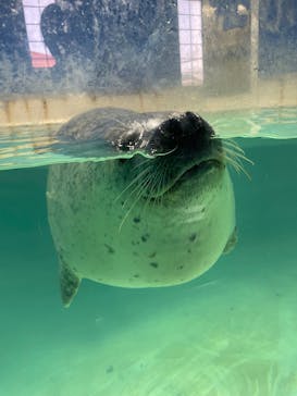 下田海中水族館に投稿された画像（2025/5/3）