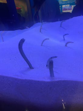 マリンワールド海の中道に投稿された画像（2025/5/3）