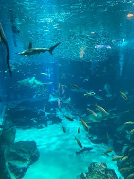 マリンワールド海の中道に投稿された画像（2025/5/3）