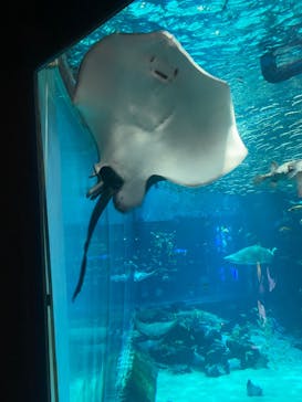 マリンワールド海の中道に投稿された画像（2025/5/3）