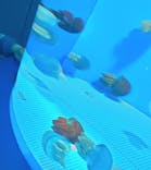 しながわ水族館に投稿された画像（2025/5/3）