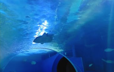しながわ水族館に投稿された画像（2025/5/3）