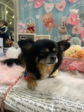 Pet博2025 幕張に投稿された画像（2025/5/3）