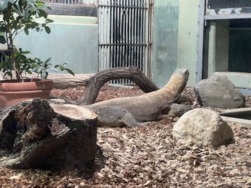 名古屋市東山動植物園に投稿された画像（2025/5/3）