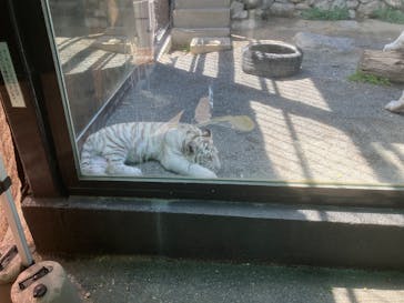 東武動物公園に投稿された画像（2025/5/3）