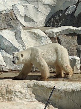恩賜上野動物園に投稿された画像（2025/5/3）
