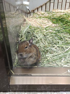 恩賜上野動物園に投稿された画像（2025/5/3）