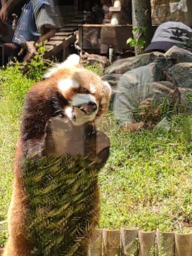 恩賜上野動物園に投稿された画像（2025/5/3）