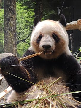 恩賜上野動物園に投稿された画像（2025/5/3）