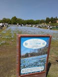 滋賀農業公園ブルーメの丘に投稿された画像（2025/5/3）