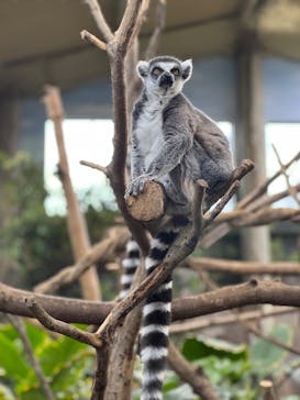 那須どうぶつ王国に投稿された画像（2025/5/3）