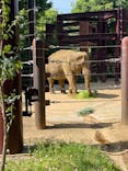 恩賜上野動物園に投稿された画像（2025/5/3）