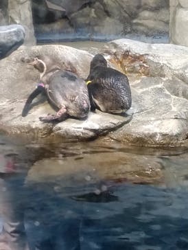 新江ノ島水族館に投稿された画像（2025/5/3）