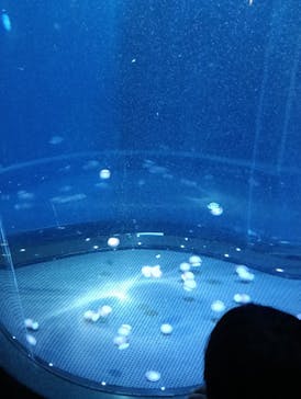 新江ノ島水族館に投稿された画像（2025/5/3）