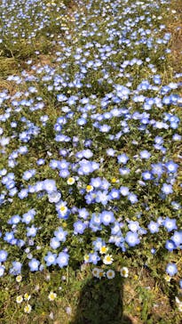 万博記念公園に投稿された画像（2025/5/3）