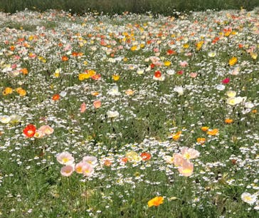 万博記念公園に投稿された画像（2025/5/3）