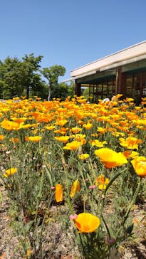 万博記念公園に投稿された画像（2025/5/3）