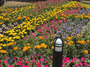 安城産業文化公園デンパークに投稿された画像（2025/5/3）