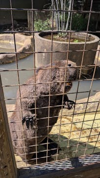 ANIMAL WONDER REZOURT 市原ぞうの国・サユリワールドに投稿された画像（2025/5/3）