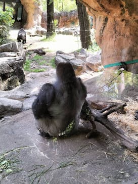 国立科学博物館に投稿された画像（2025/5/3）