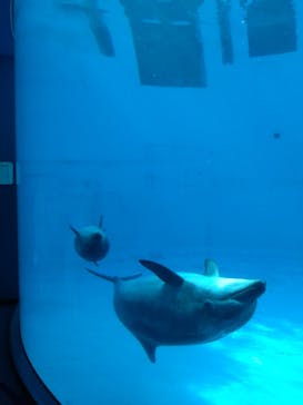 名古屋港水族館に投稿された画像（2025/5/3）