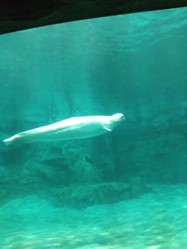 名古屋港水族館に投稿された画像（2025/5/3）