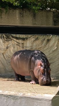恩賜上野動物園に投稿された画像（2025/5/3）