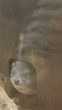 恩賜上野動物園に投稿された画像（2025/5/3）