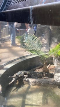 恩賜上野動物園に投稿された画像（2025/5/3）