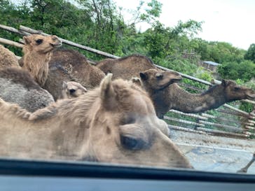 群馬サファリパークに投稿された画像（2025/5/3）