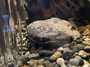 サンシャイン水族館に投稿された画像（2025/5/3）