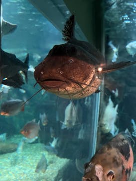 世界淡水魚園水族館　アクア・トトぎふに投稿された画像（2025/5/3）