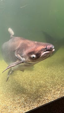 世界淡水魚園水族館　アクア・トトぎふに投稿された画像（2025/5/3）