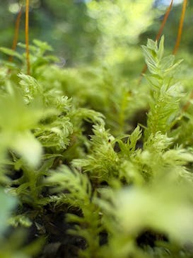 三溪園に投稿された画像（2025/5/3）