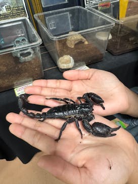 いきもの探検隊上尾に投稿された画像（2025/5/3）